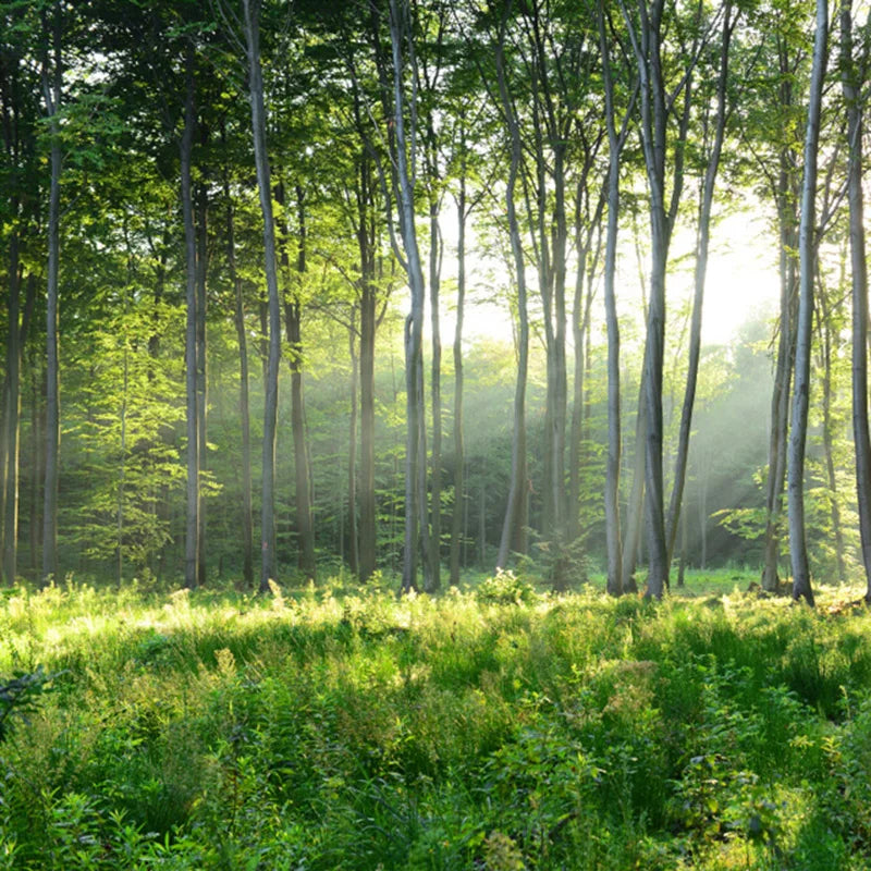 Behang Bomen